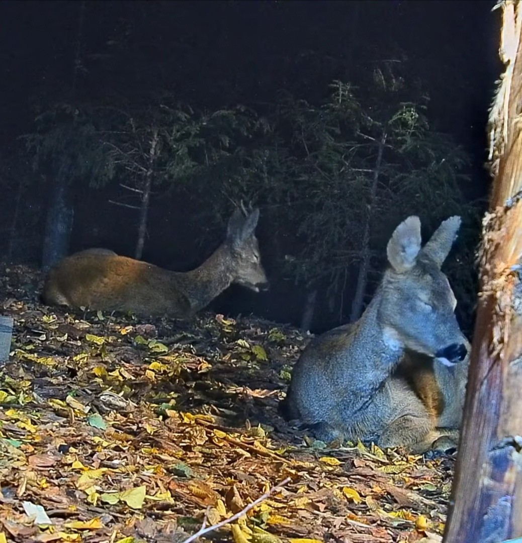 livebirdspoland_31adb89549c012a2560166d39793e37d.jpg