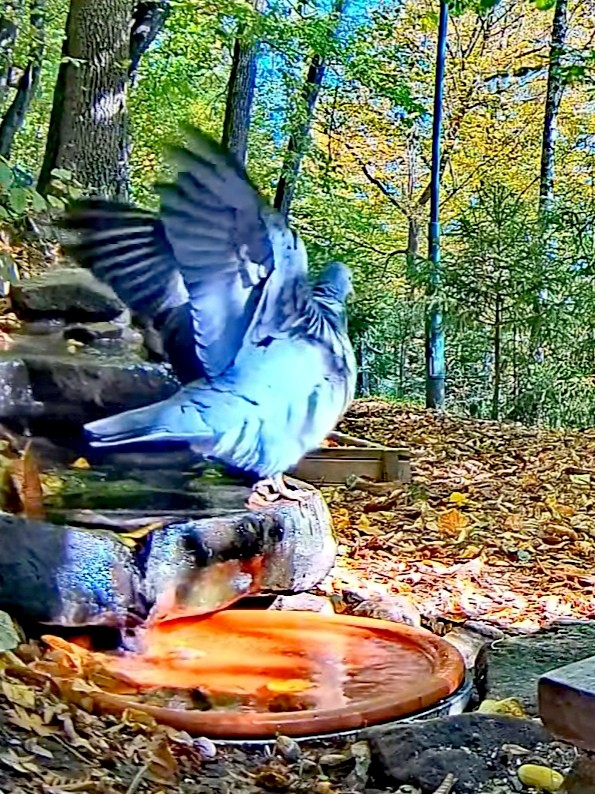 livebirdspoland_ece3fdfec095258208150055d7eb5dac.jpg