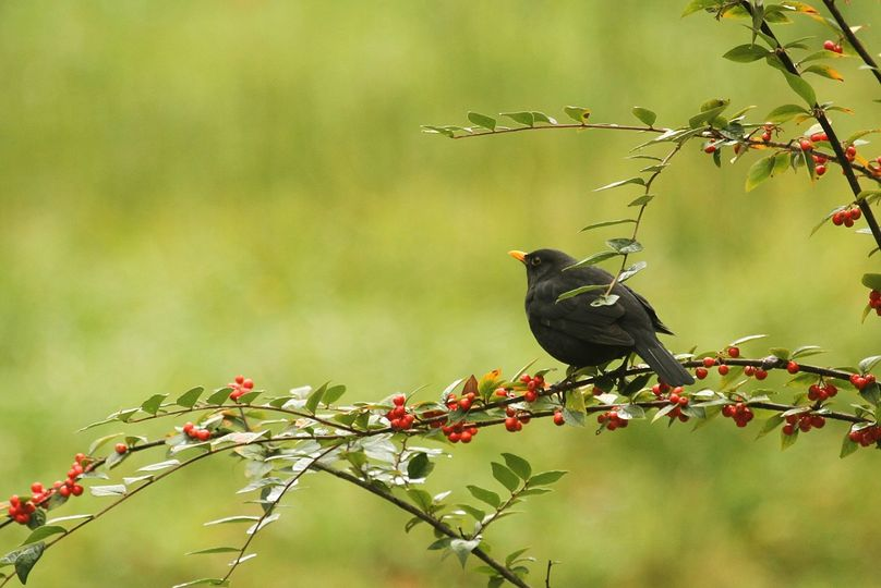 livebirdspoland_f443218631345244aa3603fb02d5ebce.png