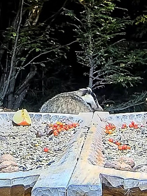 livebirdspoland_c3b65d5f4ffbe809b11c43a42203739b.jpg