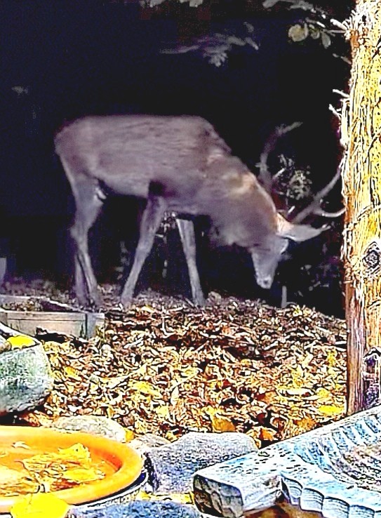livebirdspoland_e1fbc913a9575f46bc211664ff733b96.jpg