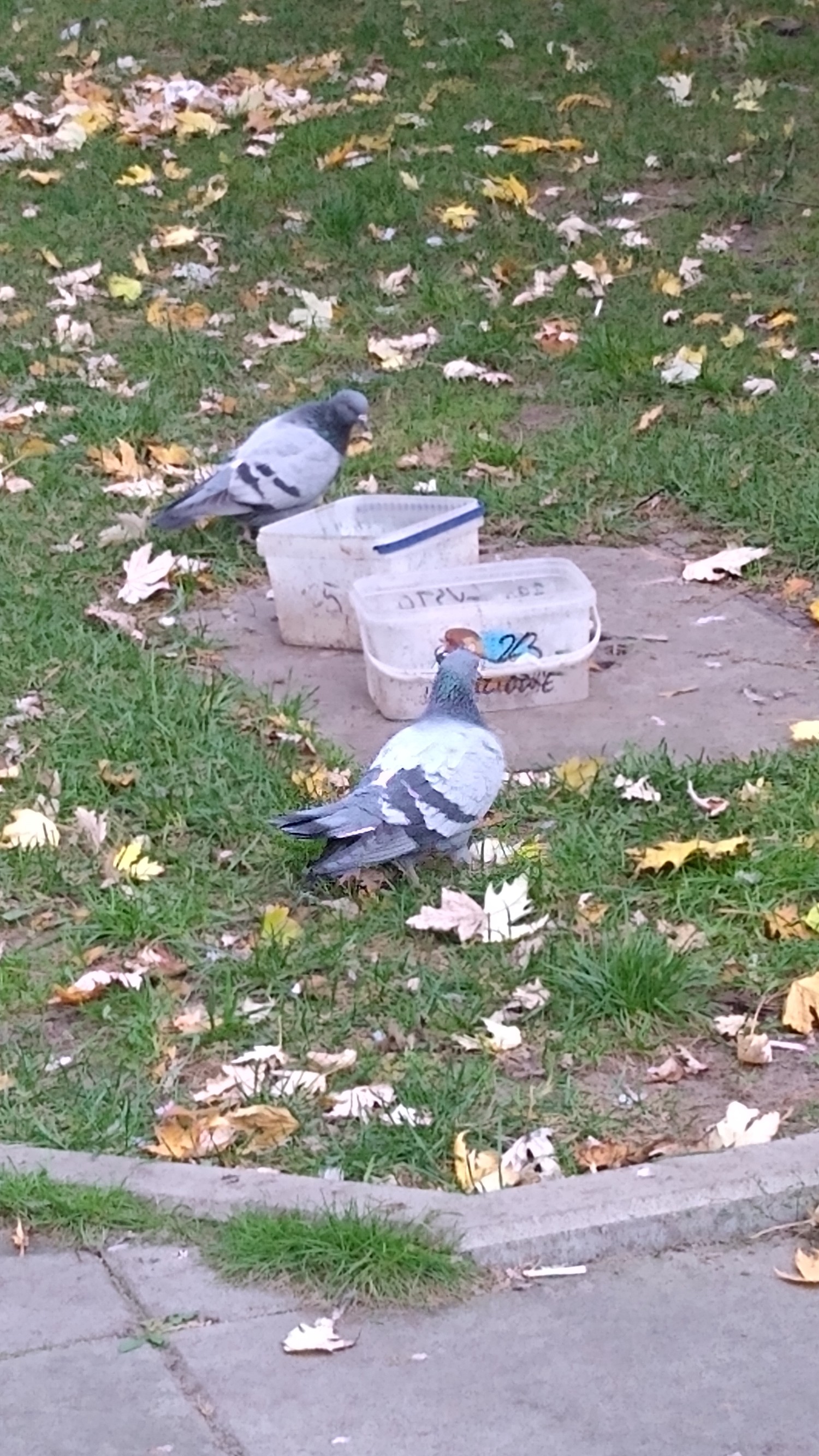 livebirdspoland_d550c49f4d2a7b0d1ba7b7914a5dd81a.jpg