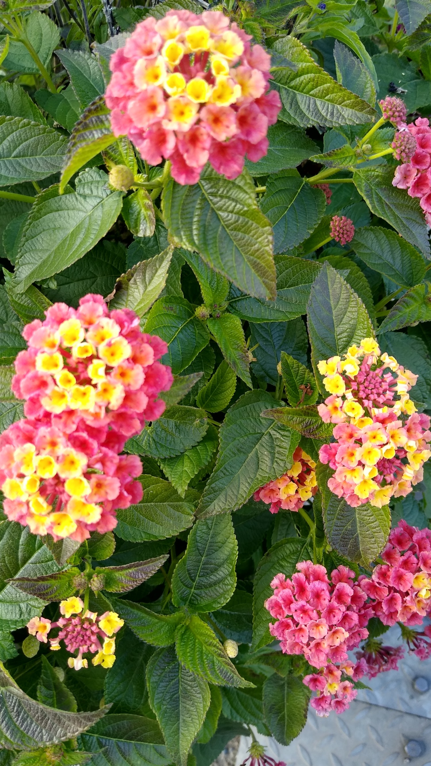 livebirdspoland_21c8d7a2343dcda59b4cf01a3a520247.jpg