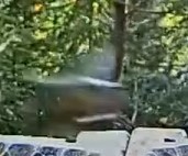 livebirdspoland_d6e24df70146816fd3bf5b2a35af24e3.jpg