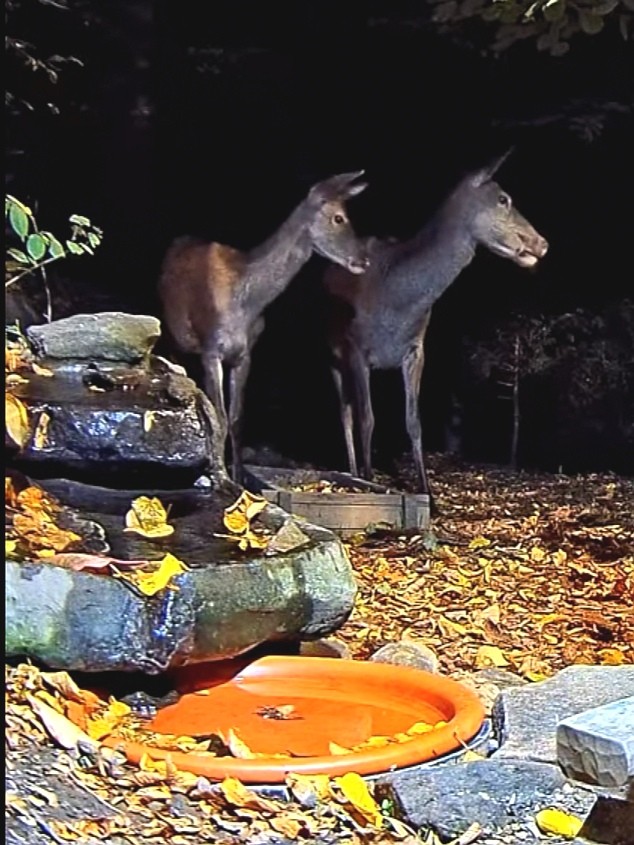 livebirdspoland_a24105338490915b00bfd2346156b147.jpg