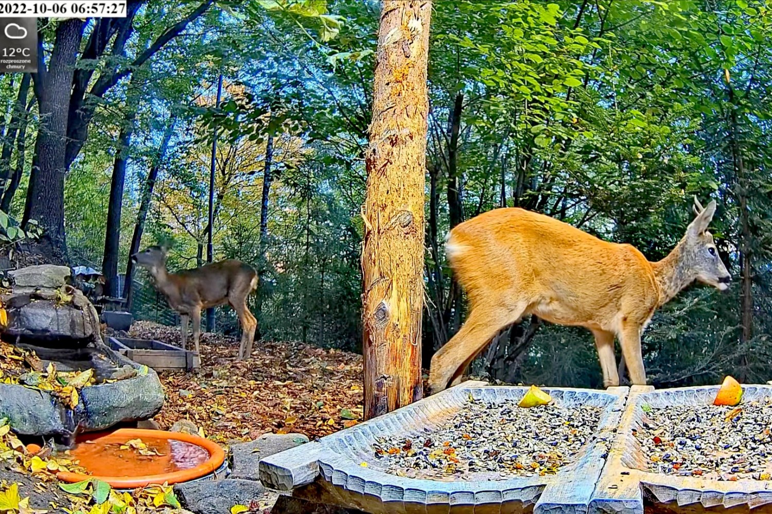 livebirdspoland_a49758b8f0f6650b6885179297b04784.jpg