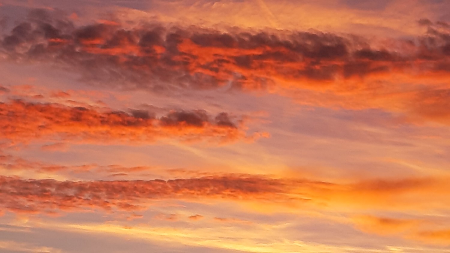 livebirdspoland_f07e4df0773a7ad511879209d10985ff.jpg