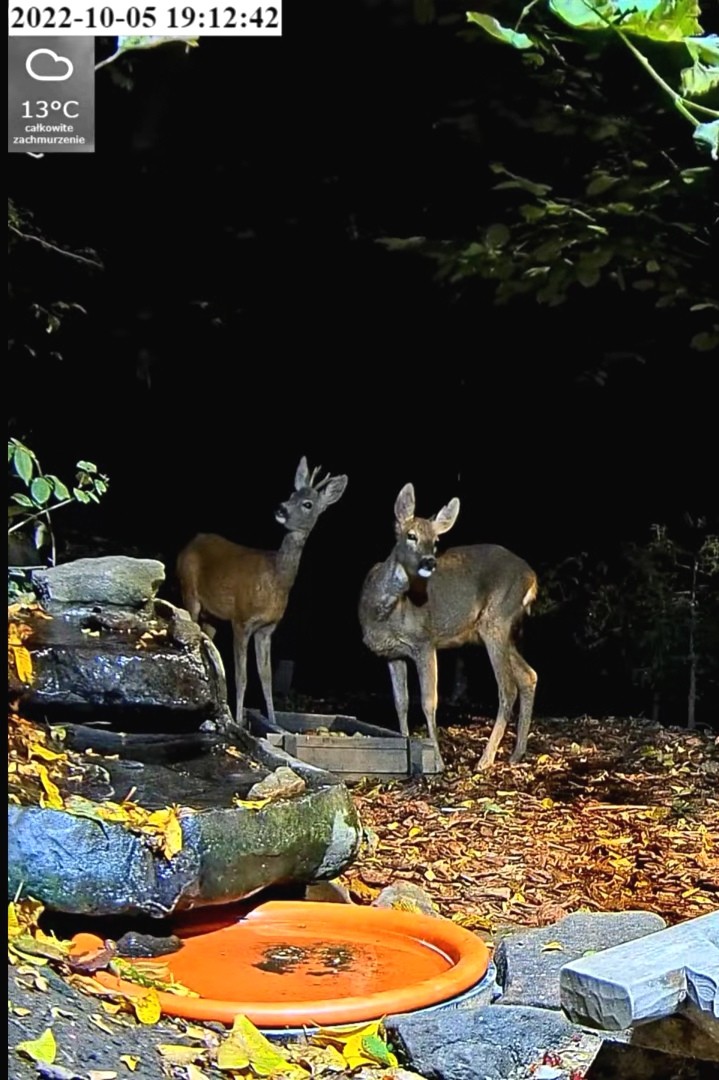 livebirdspoland_491dbe644cf1077165de4b447495c181.jpg