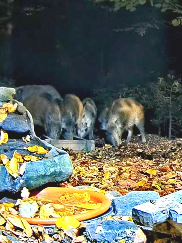 livebirdspoland_6868699c07263c933e22e2781eeb619b.jpg