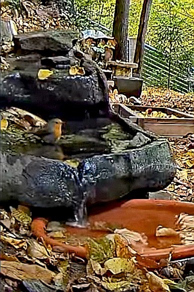 livebirdspoland_8643dc7a0ca34b153362e5b8f76ed5f9.jpg