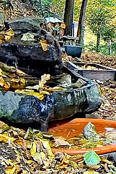 livebirdspoland_306d377dcb35ee1e535b9a75718653bb.jpg