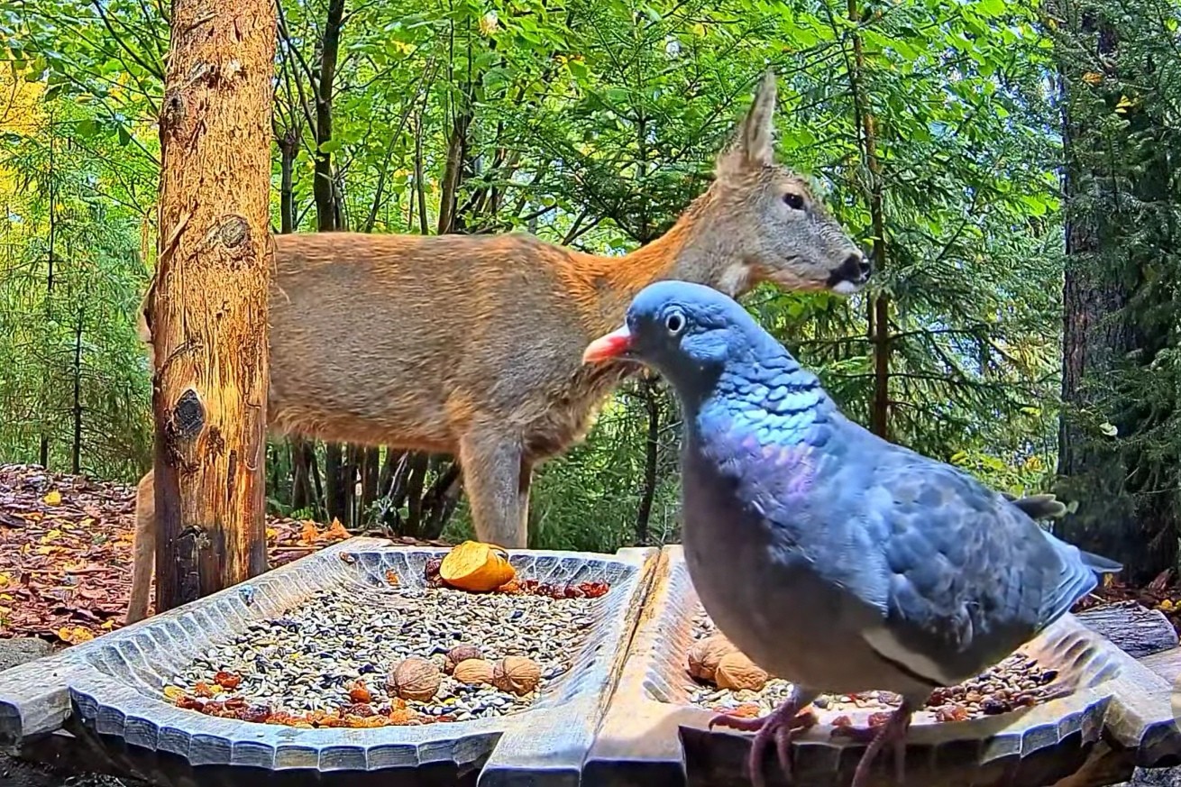 livebirdspoland_d8e8ed61d52e129b024552f8a5b5787b.jpg