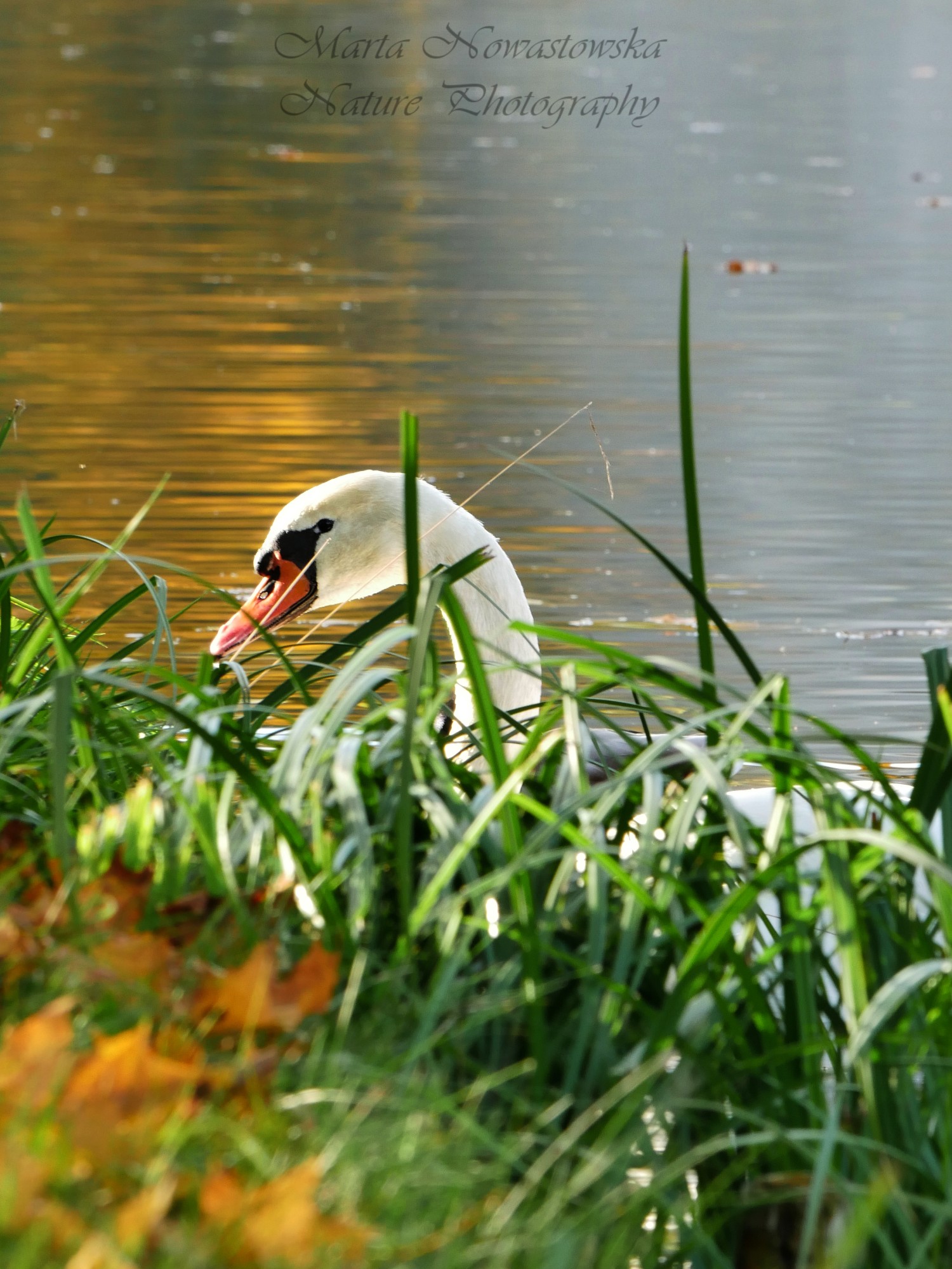 livebirdspoland_02dd4ecf507c8b5ba38d9744ee236db7.jpg