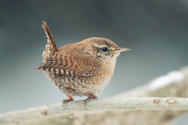 livebirdspoland_3a7b0a2525416e0f9a50ab9e6d10d23e.png