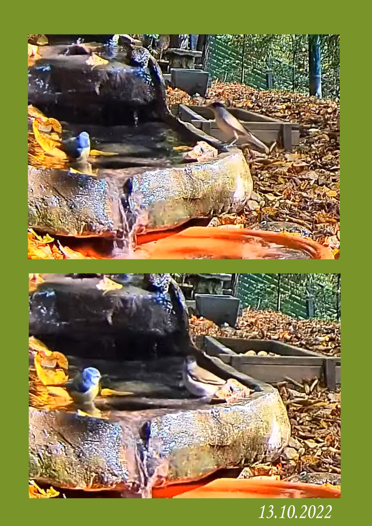 livebirdspoland_ec8fc991bab308dbf3e09499d4dba473.jpg