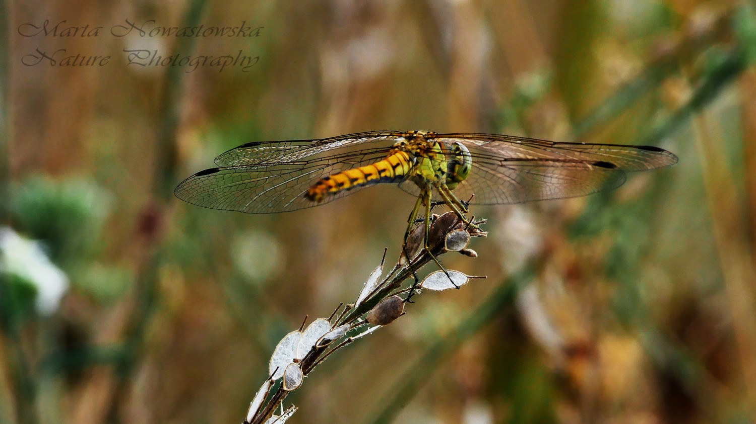 livebirdspoland_ab214ef49f408973580fbced85f3c205.jpg