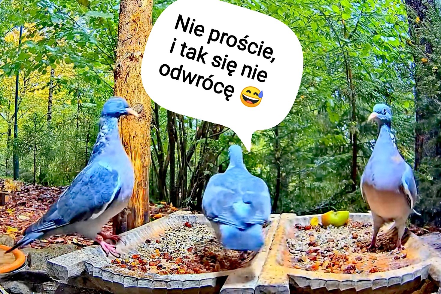 livebirdspoland_460aa681e947714bee39c08da8881f3d.jpg