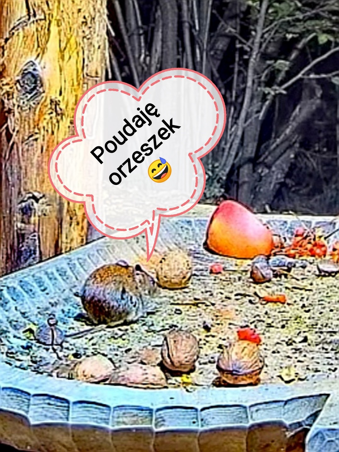 livebirdspoland_5bf6bc359511d45da98594f34dab003b.jpg