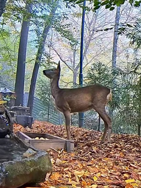 livebirdspoland_1216aa773c6465ed2e69ec40eb3ce194.jpg