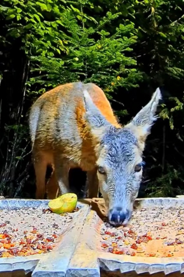livebirdspoland_9a81cb755287bd7b2ca43a84c97d5d05.jpg