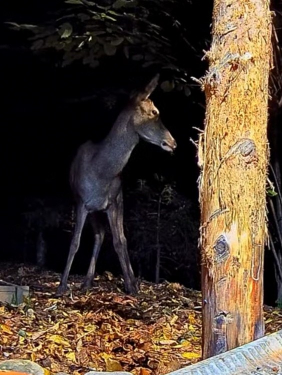 livebirdspoland_e4d2aeedd6a336f7db5ca040d7c18a63.jpg