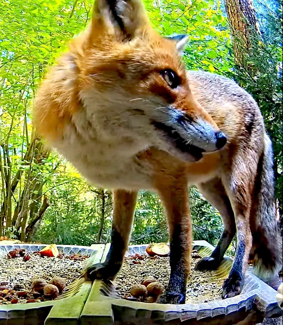 livebirdspoland_9e7e3937b86768a6b2d5984756735513.jpg