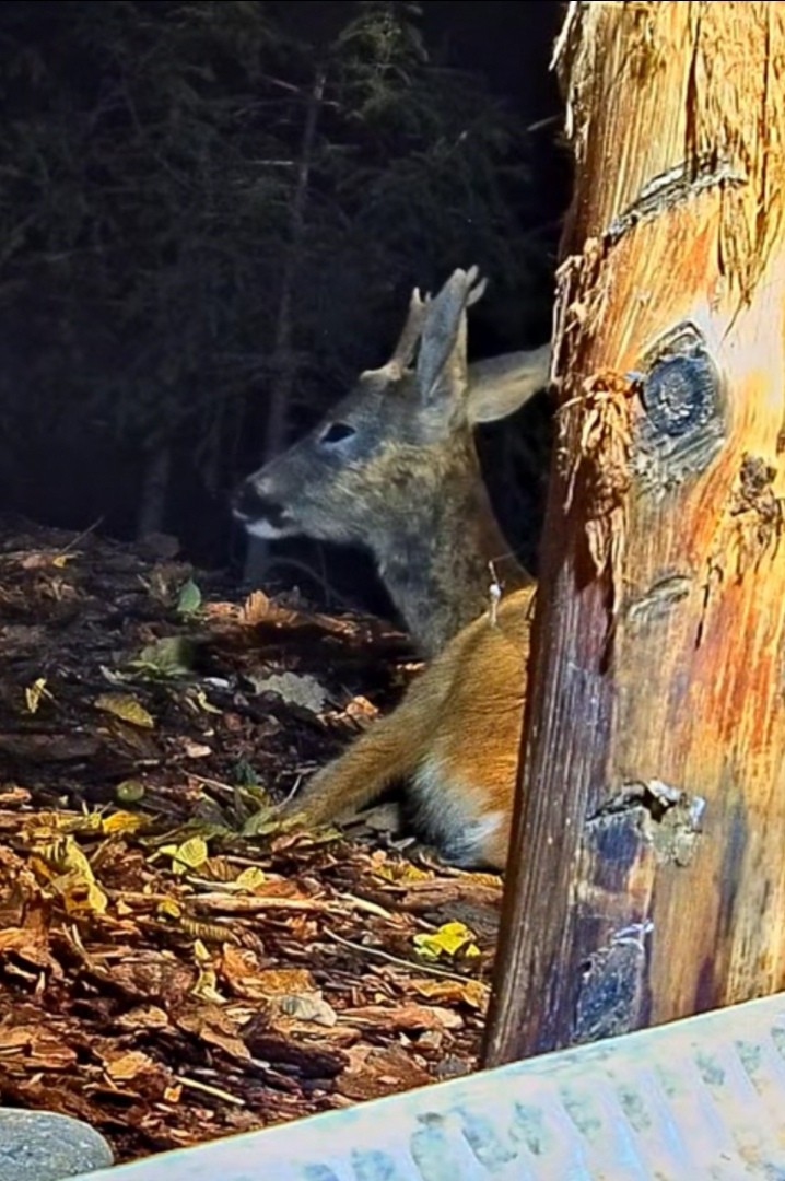 livebirdspoland_42372537cfe307882c4340ec82c12d22.jpg