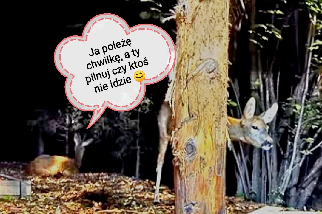 livebirdspoland_ba3f15f77aae2435967d338b195fc95b.jpg