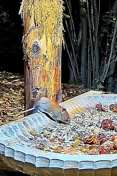 livebirdspoland_4be0551c38f99bcc853282a485540ed5.jpg