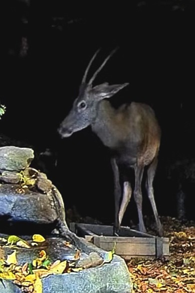 livebirdspoland_9157f111c512d131ab058ef05b87db75.jpg