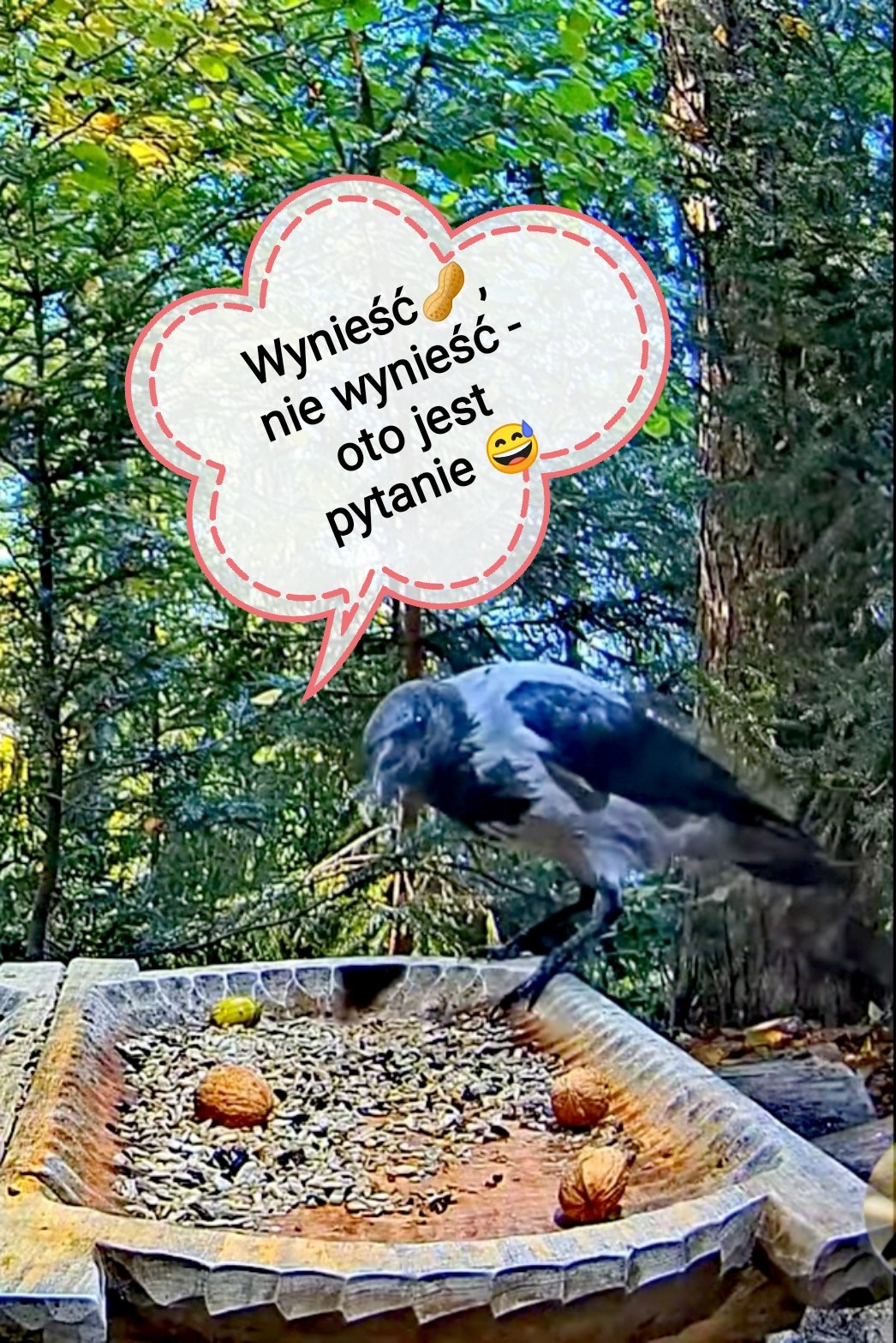 livebirdspoland_f9d5b30d0249ba996864aa56728afcbb.jpg
