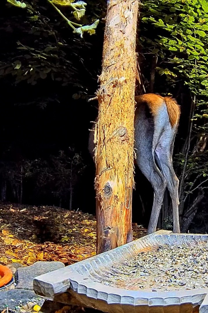 livebirdspoland_418b3dd5544e53919163240d526b79d6.jpg