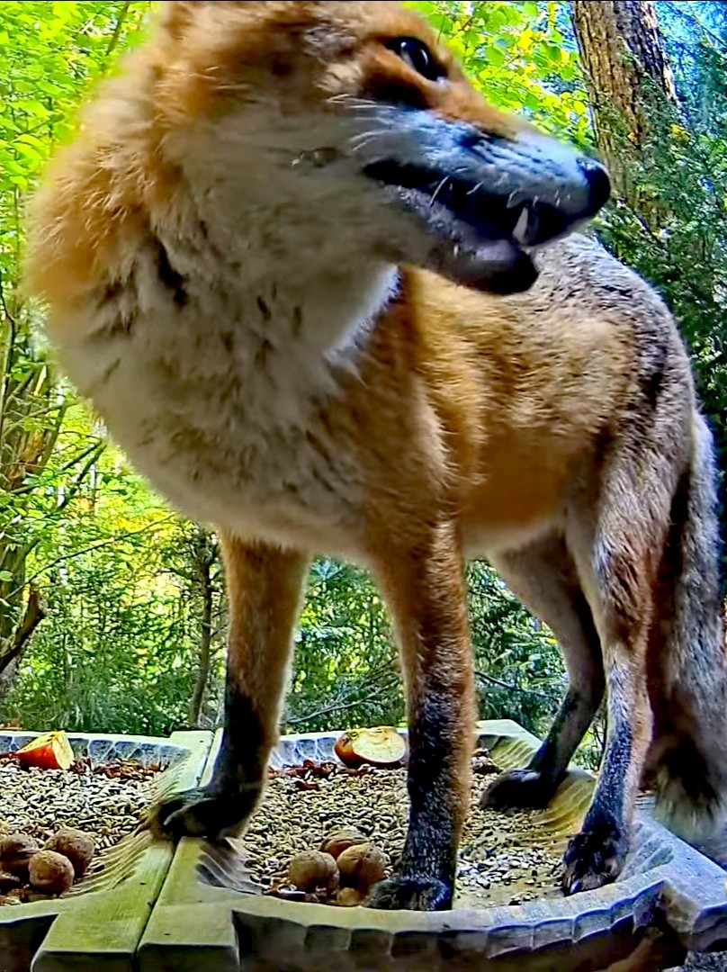 livebirdspoland_e6ddee7d4709db6ce754c6022a8fe8bf.jpg