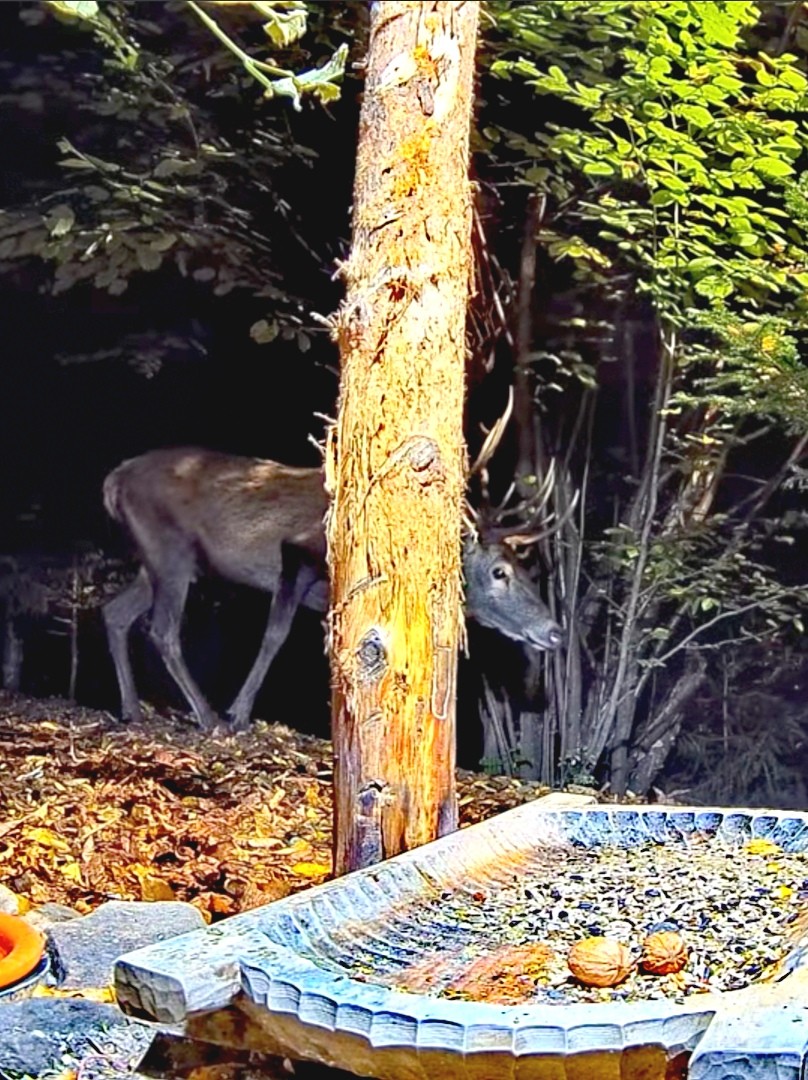 livebirdspoland_68bf2c960266a4689c2cf8ba03803868.jpg