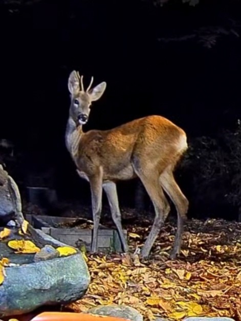 livebirdspoland_717dc5e3fd43c0b668412cfcdd2ff547.jpg