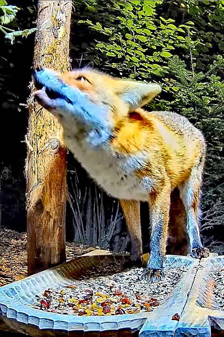 livebirdspoland_7c8d1a9a26f4a65363e9e3a850d52f7f.jpg