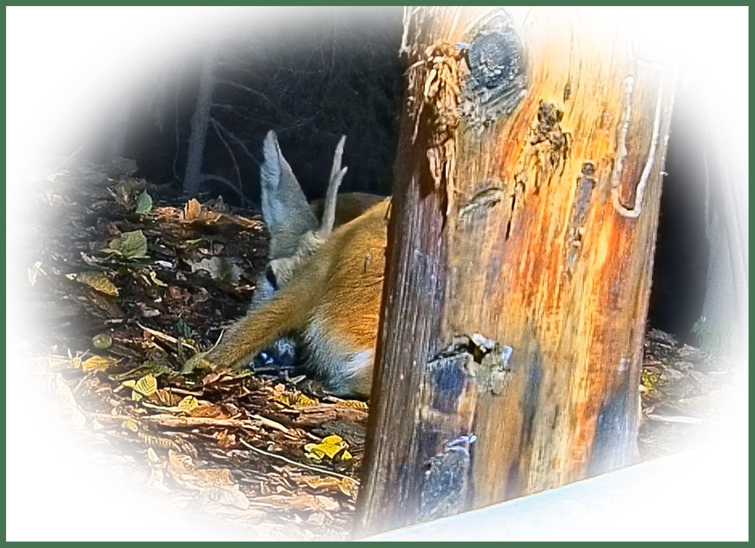 livebirdspoland_1f5579d5e3967126d2aef097eedf4cb0.jpg