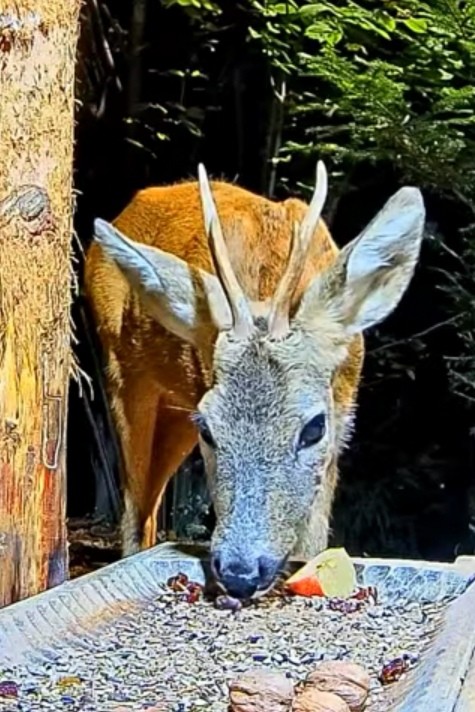 livebirdspoland_9e268d51ff96622e2b250aa8ee105e09.jpg