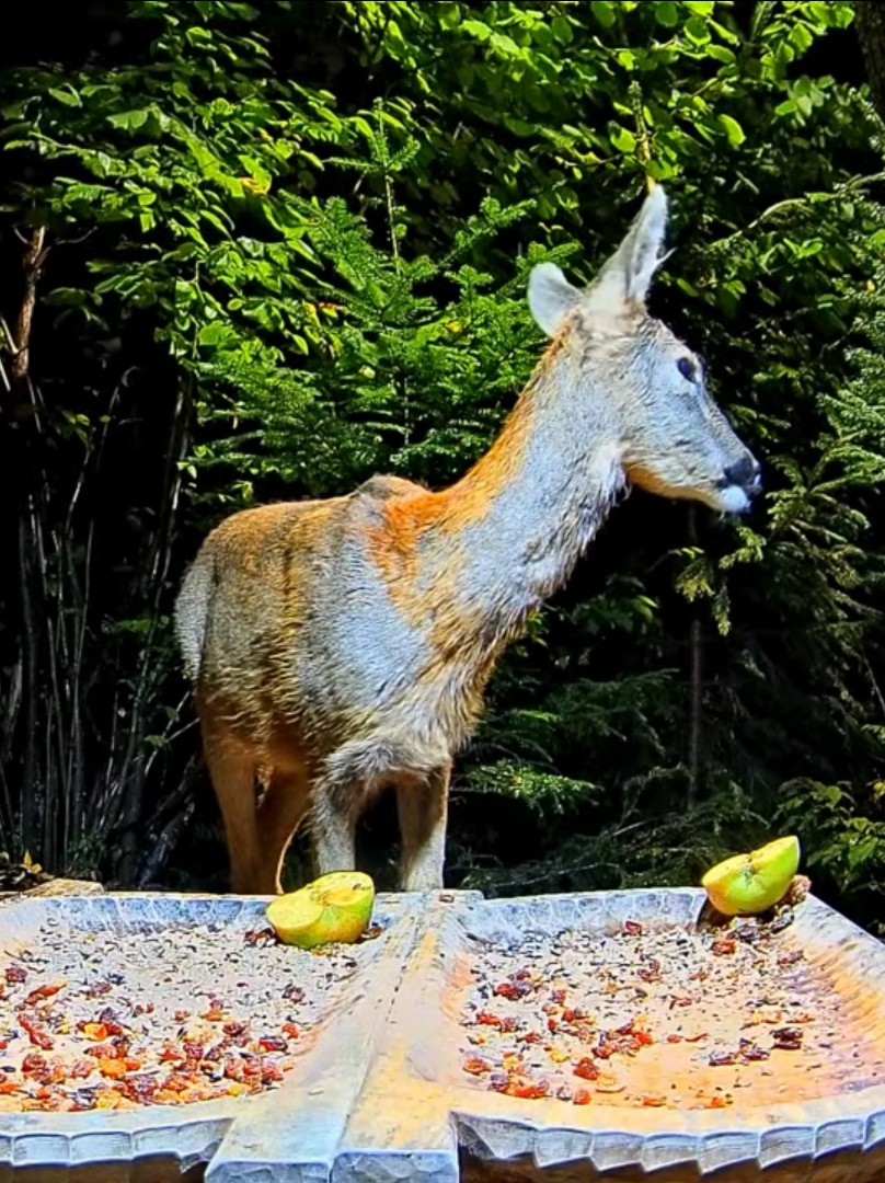 livebirdspoland_87ce0073bfdc8c7dcad2e00a33924205.jpg