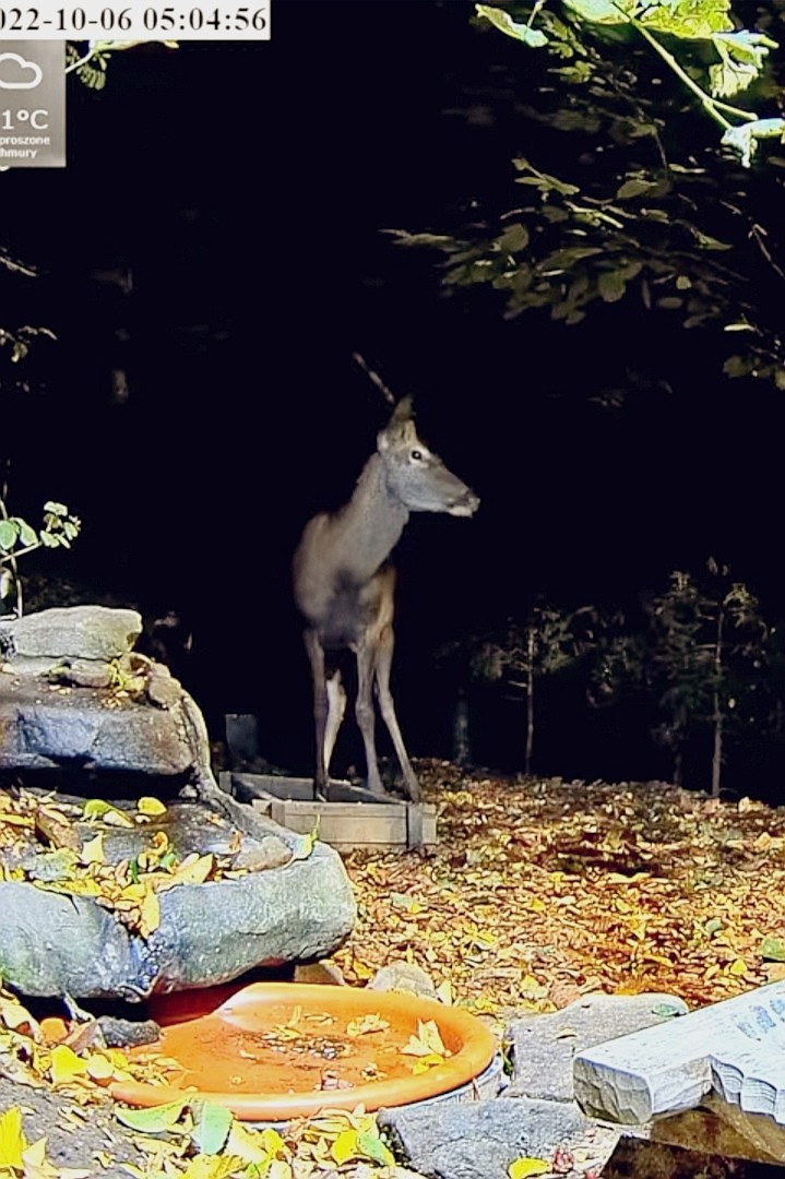 livebirdspoland_a0f3872d311e05dc08656b0a196fe983.jpg