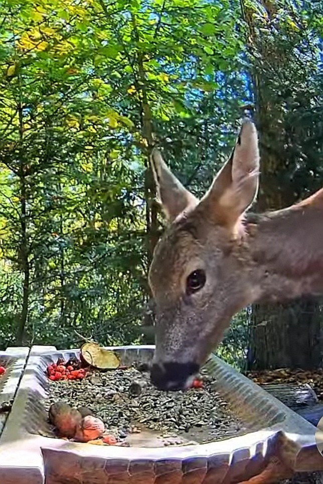 livebirdspoland_4b72508b9159d71f6f4e1aaab5e81edb.jpg
