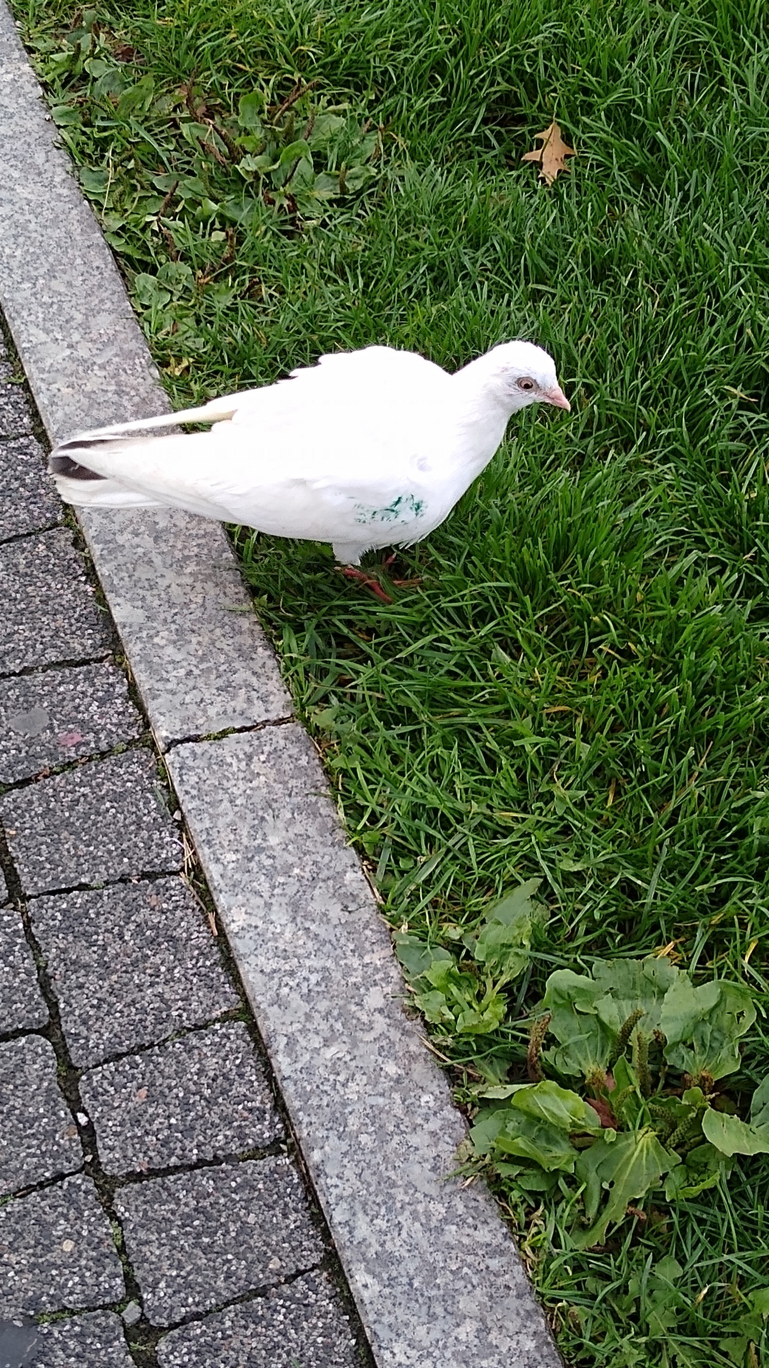 livebirdspoland_41bffb10f876abdd46e89c7415ebc9af.jpg