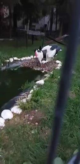 livebirdspoland_f268a1b178ce1e4f211fbc00ac3ef585.jpg