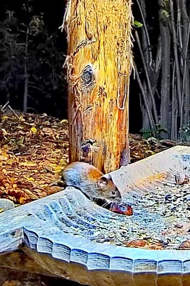 livebirdspoland_7f87579c2412d5c85dccf5cea786f5eb.jpg