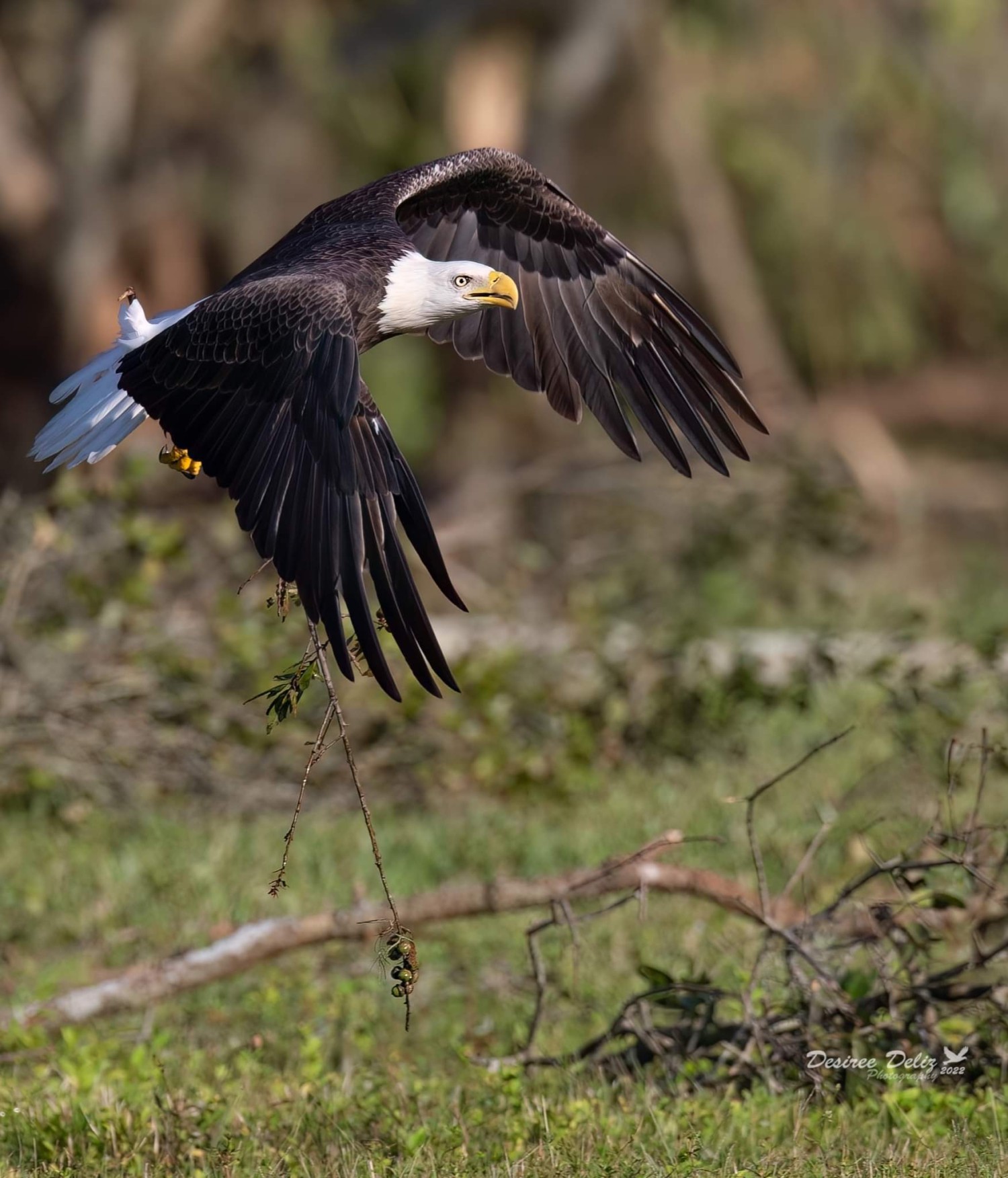 livebirdspoland_88cc04c1e009ea9378daad5f773190d5.jpg