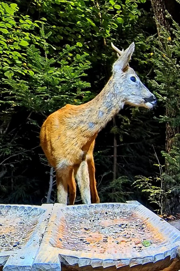 livebirdspoland_b3f91f4f3c8cc99ab2b6771126740d05.jpg