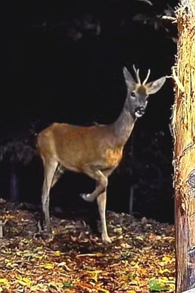 livebirdspoland_a941b32074b1c8fdb3d3ead165d6d6cb.jpg