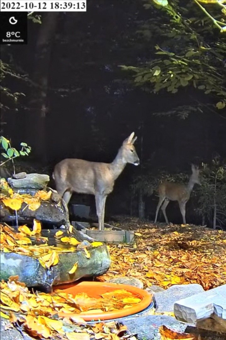 livebirdspoland_30596177504bc48bce1de1271121826d.jpg