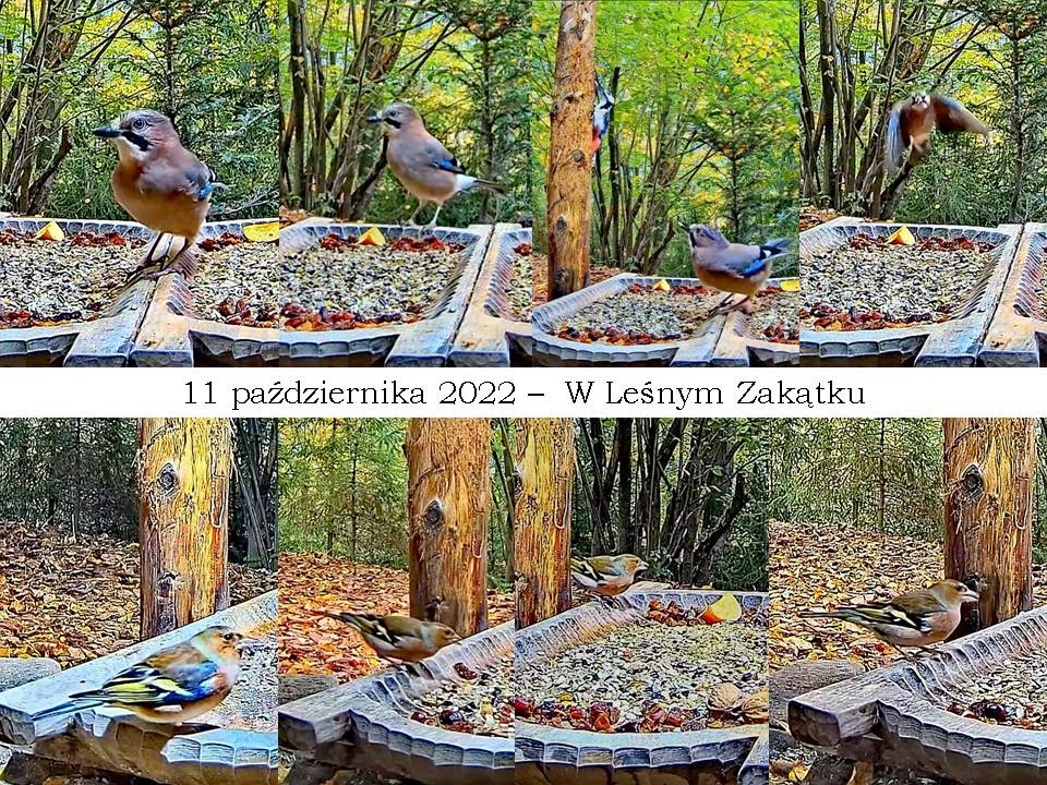livebirdspoland_11bfb9526bedf68b495a0a3b12ba4256.jpg