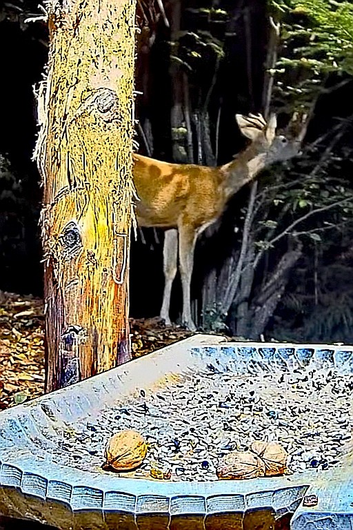 livebirdspoland_3ecfb4547ec3f6fca905b1303faf32ba.jpg